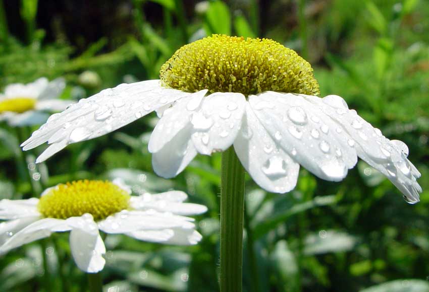 Daisy