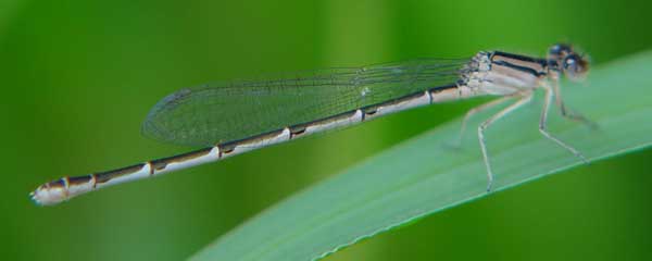Beige damselfly