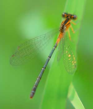 Orange damselfly