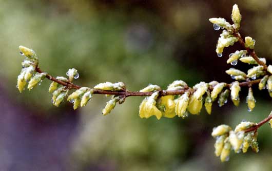Forsythia drops