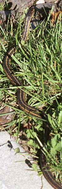 Garter snake