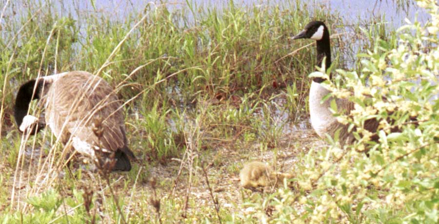 Gosling and parents