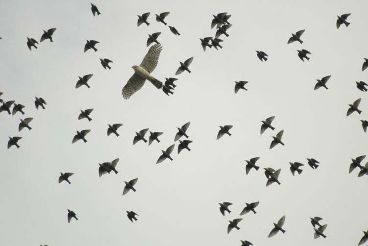 Immature Cooper's hawk and starling mob
