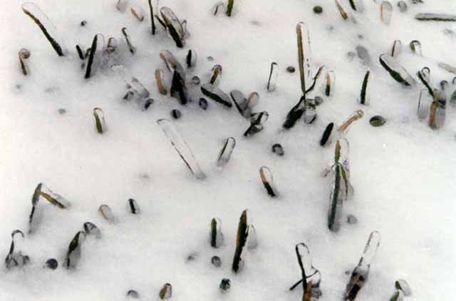Iced grass