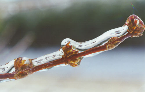 ice enclosed