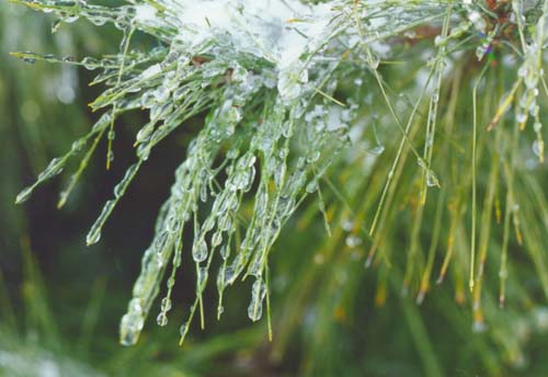 ice-pine necklace