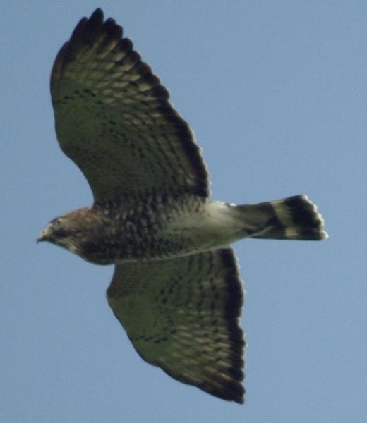 Broadwing hawk