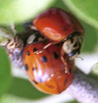 Friends, family, or lovers