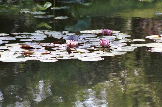 Water lilies