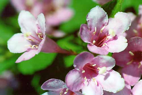 Flower composition