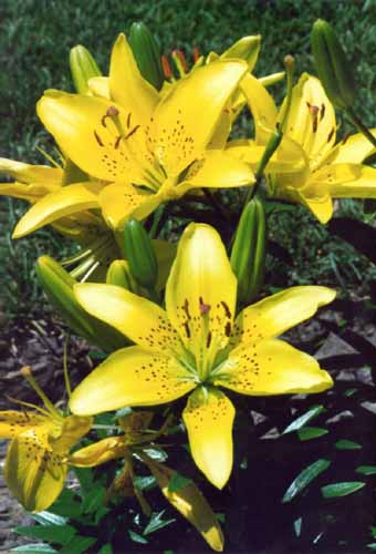 Tiger lily