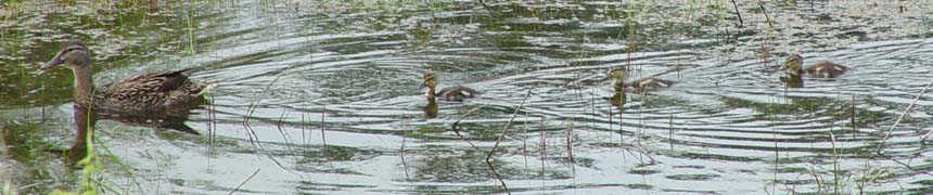 Mom mallard followed by three