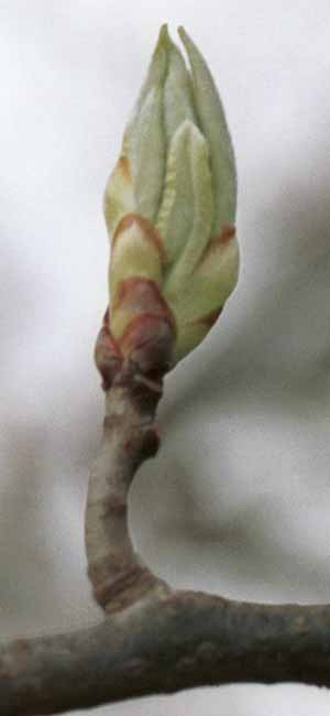 Poplar budding