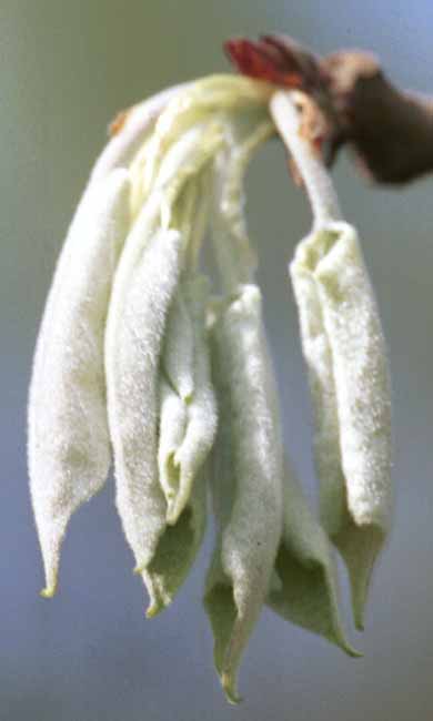 Poplar leaflet