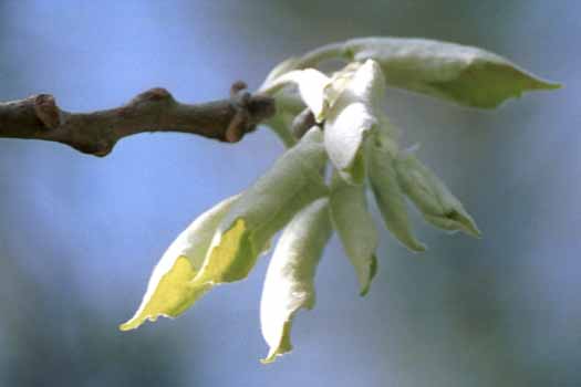 Poplar leaflet spiral