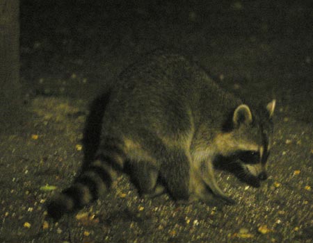 Raccoon