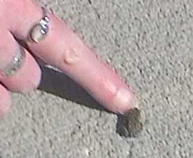 Sue's finger and a toad
