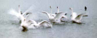 Fight! Flight!