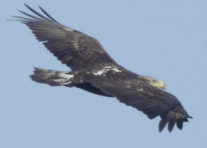 Osprey