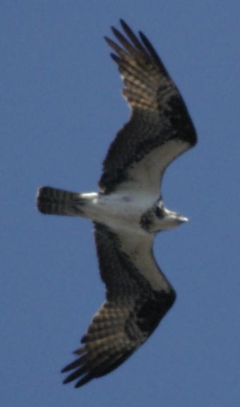 Osprey