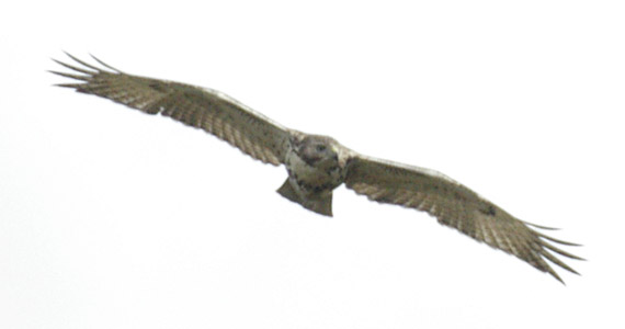 Approaching red-tailed hawk