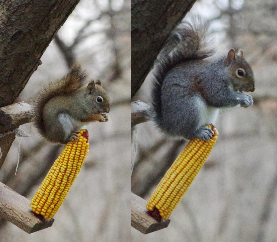 red squirrel compared to gray squirrel