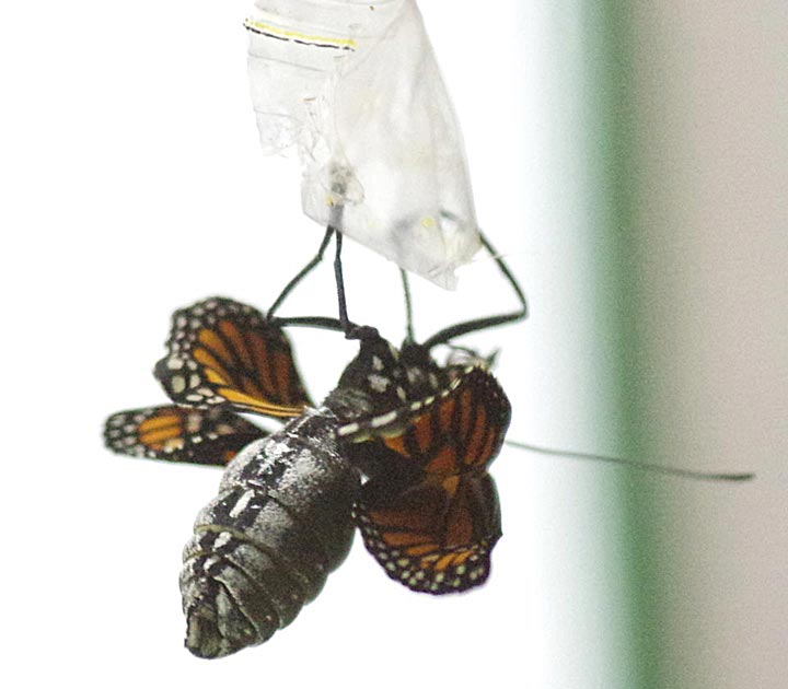 Monarch out
