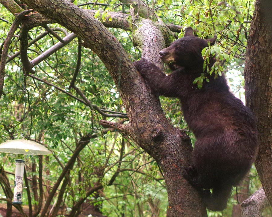 Young black bear