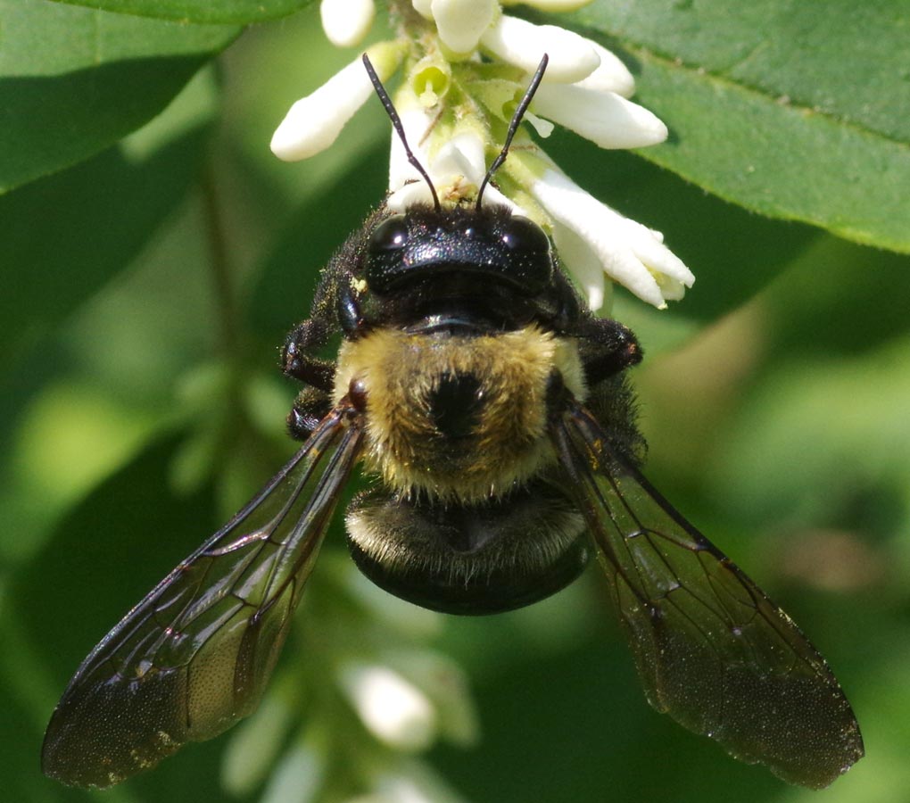 Bumblebee