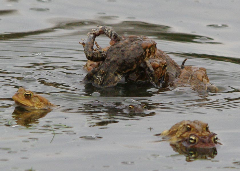 American toads in love