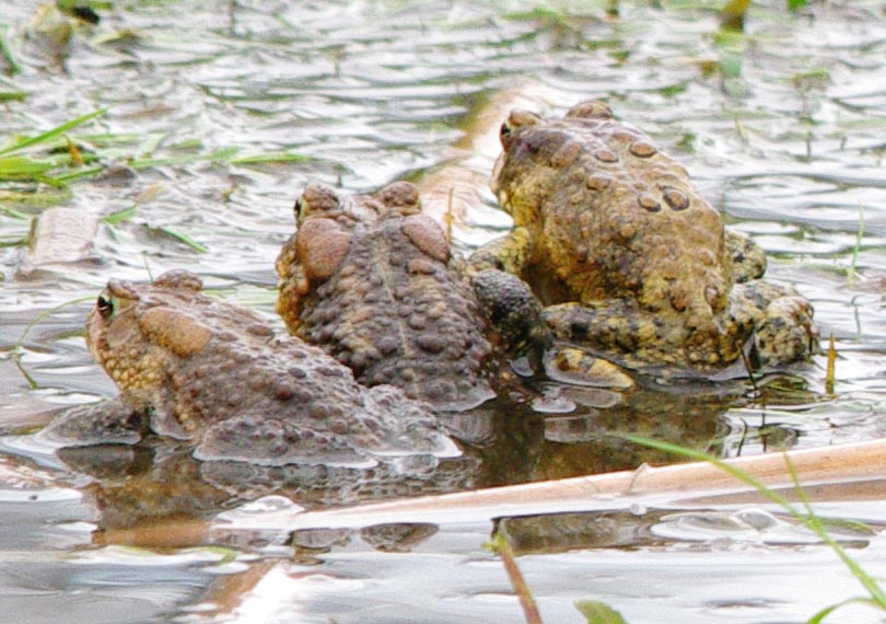 American toads in love