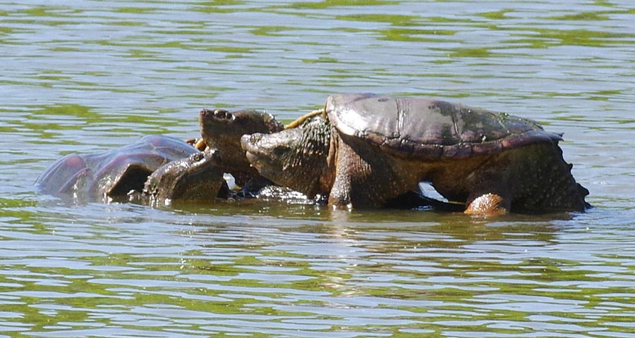 Snapping turtle meet and greet