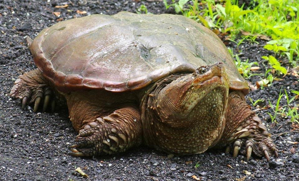 Mom snapping turtle
