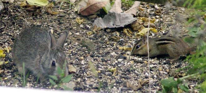 Baby bunny and adult chipmunk