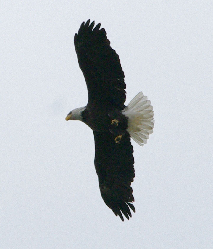 Bald eagle fishing: wheeling
