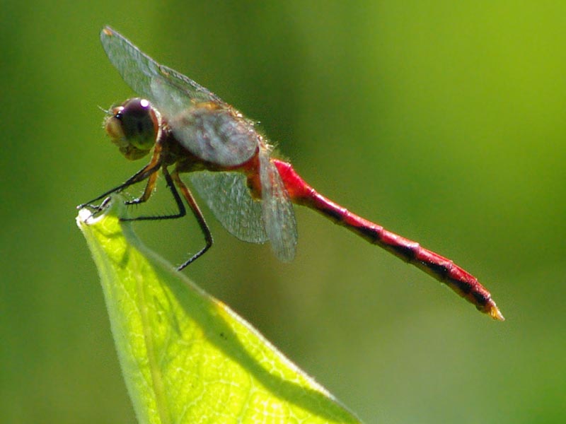 cherry-faced meadowhawk, dragonfly