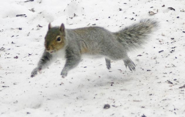 Gray squirrel flying