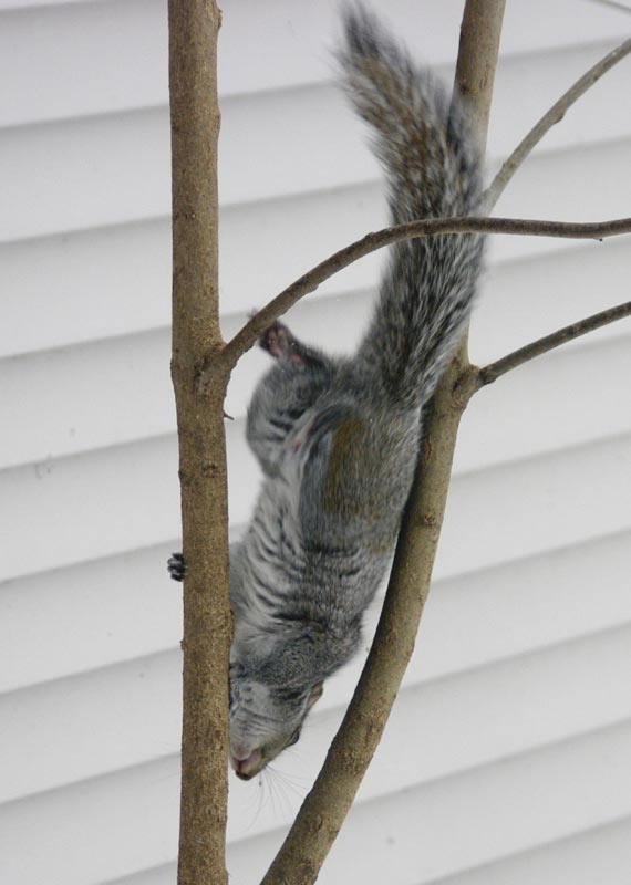 Tiny descending Two Trees