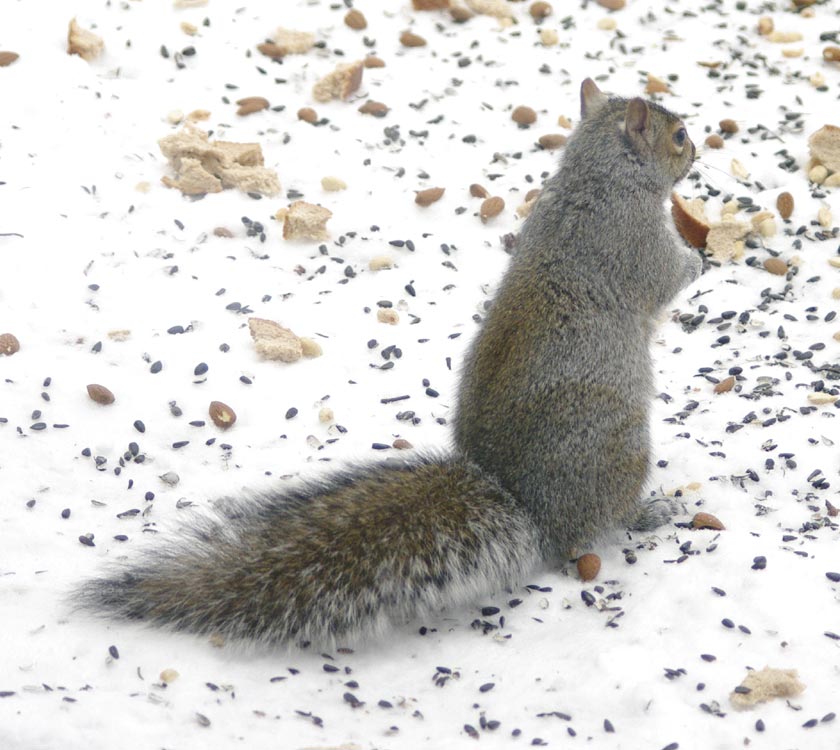 Tiny ready to choose a snack