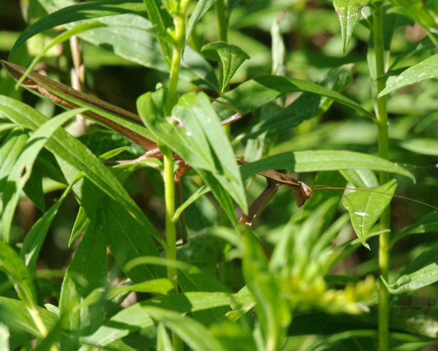 Praying mantis