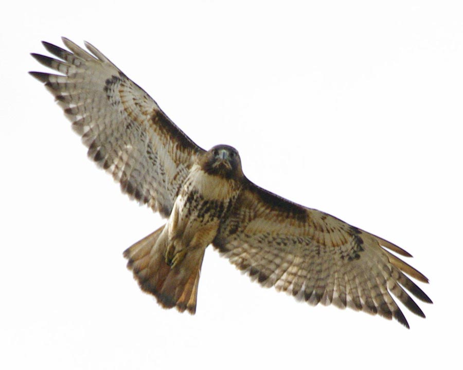 Red-tailed hawk