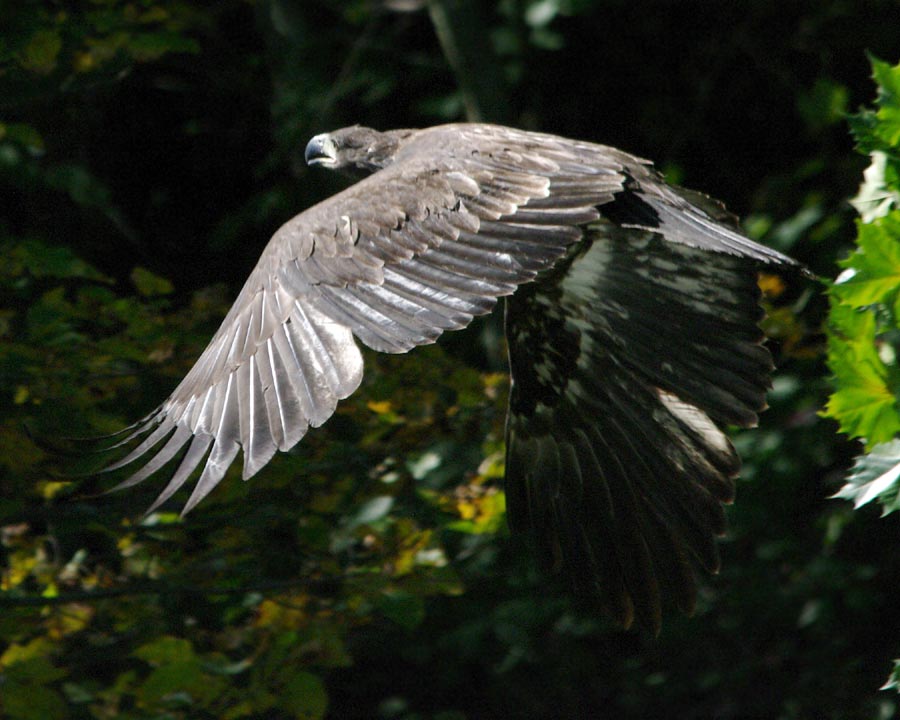 Xena flying