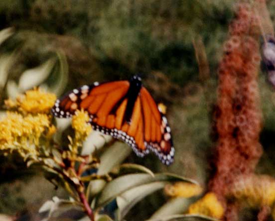 typical reflex bokeh