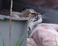 Bobcat