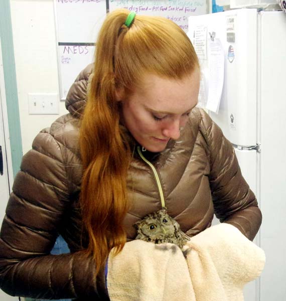 Volunteer and screech owl