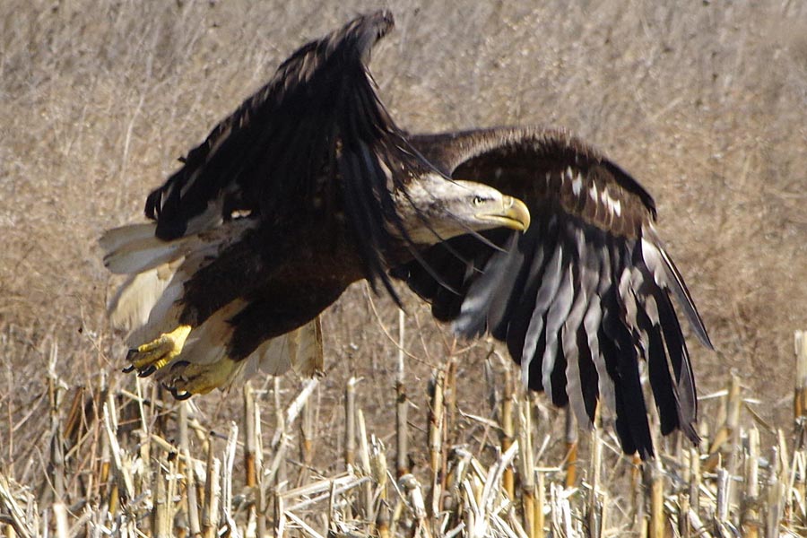 Ronny in flight