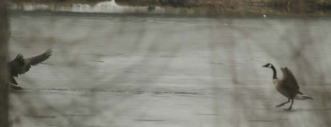 Canada goose - end of pursuit