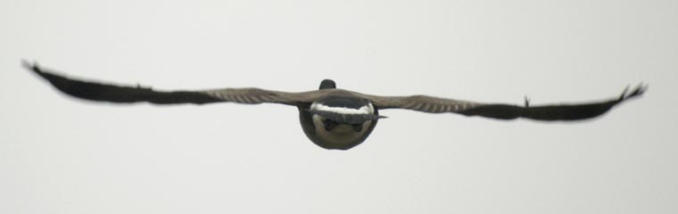 Canada goose - graceful exit