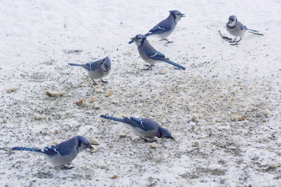 Blue jay feeding frenzy