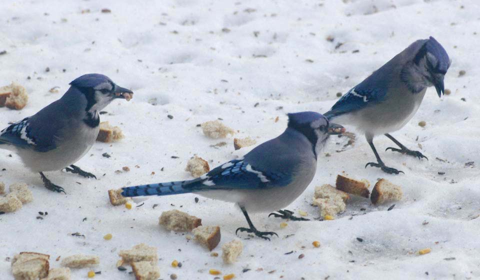 It's all about peanuts